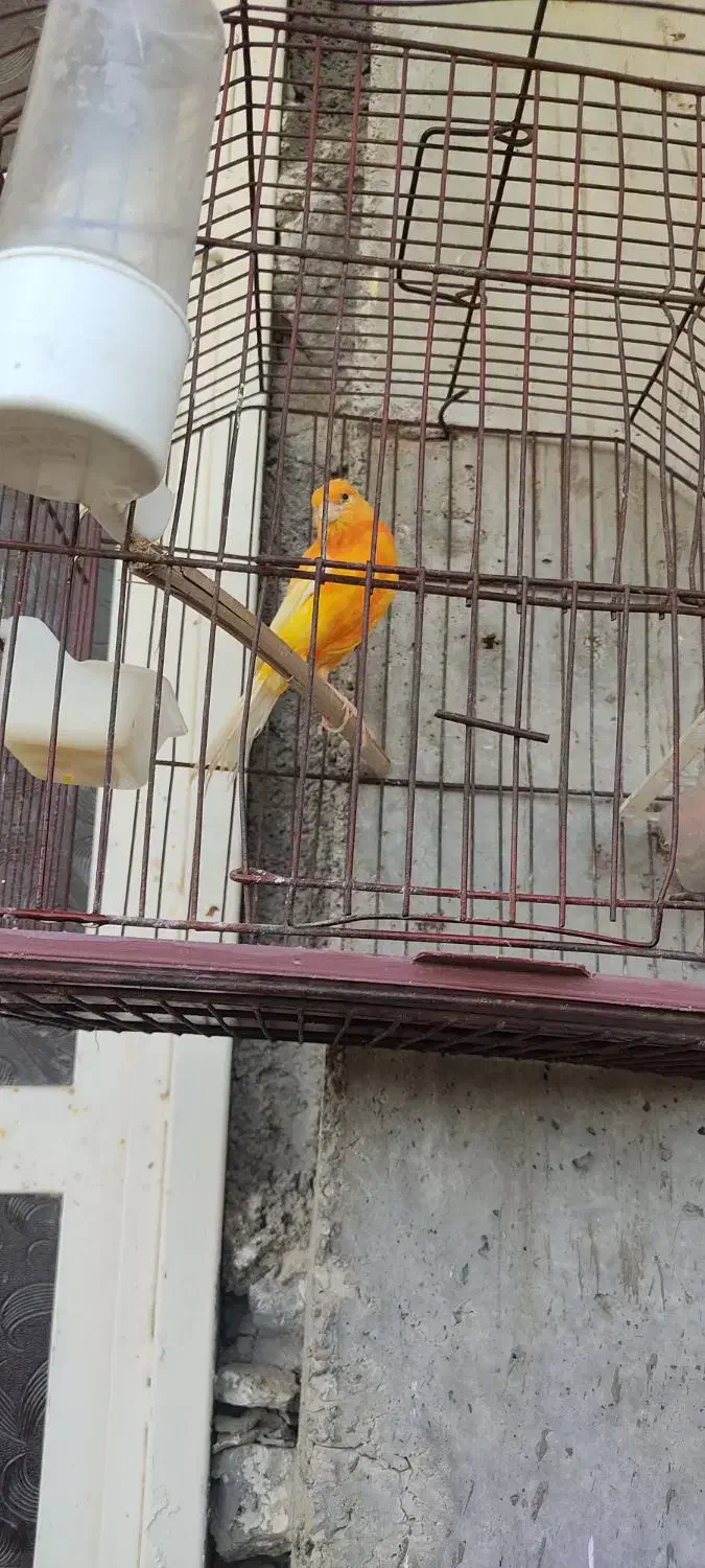 قناری|پرنده|امیدیه, |دیوار