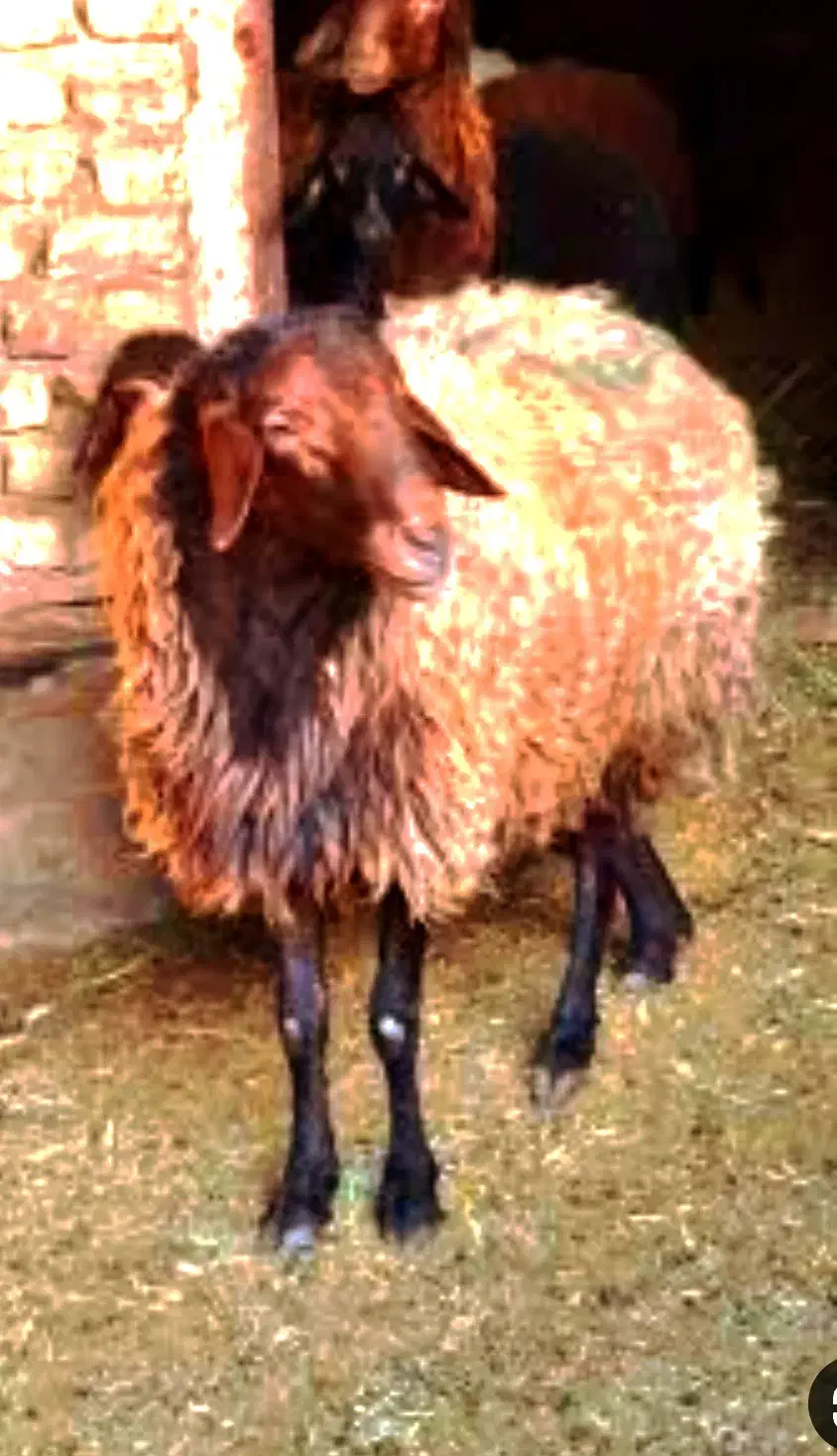 جشنواره*فروش گسترده دام زنده/گوساله گوسفند»خونی»|حیوانات مزرعه|مشهد, هفده شهریور|دیوار