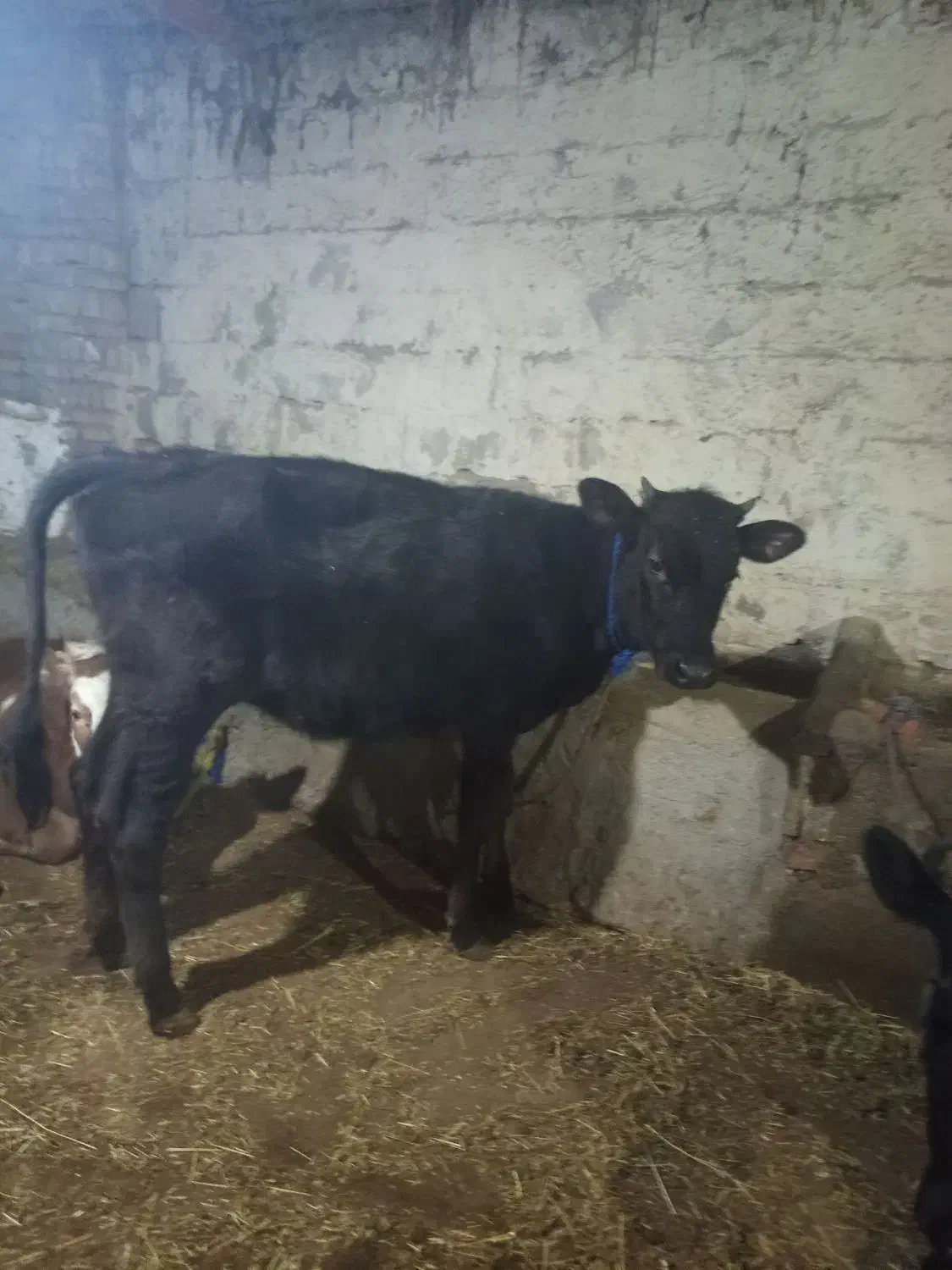 گوساله ماده|حیوانات مزرعه|صومای برادوست, |دیوار