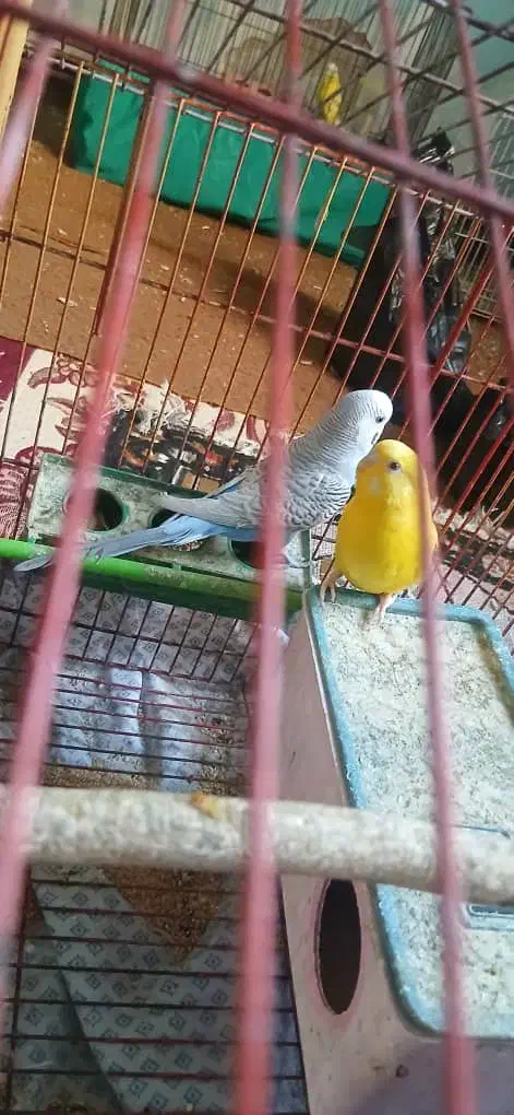 دوجفت مرغ عشق|پرنده|مسجد سلیمان, |دیوار