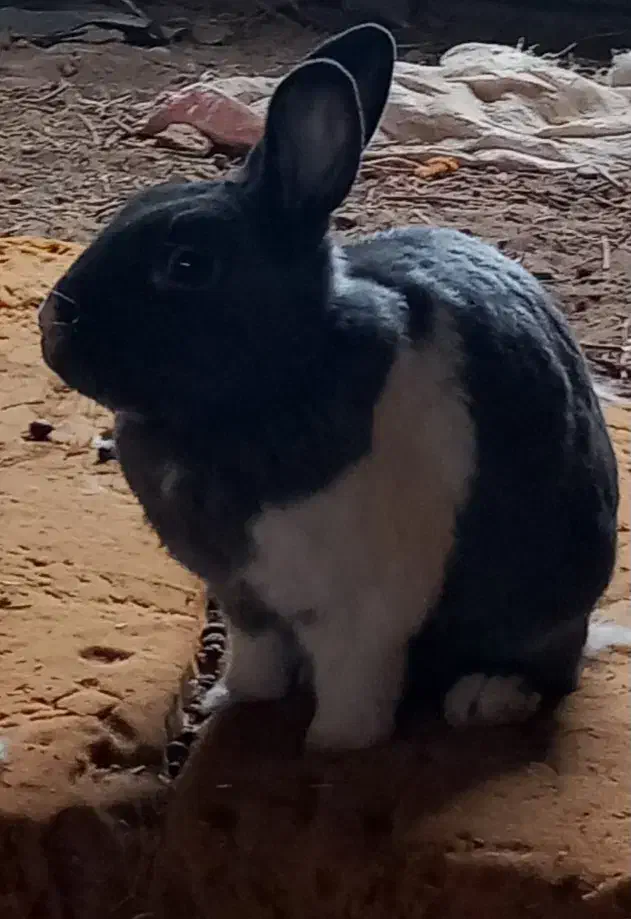 خرگوش در رنگ های متفاوت|موش و خرگوش|قم, شاه سید علی|دیوار