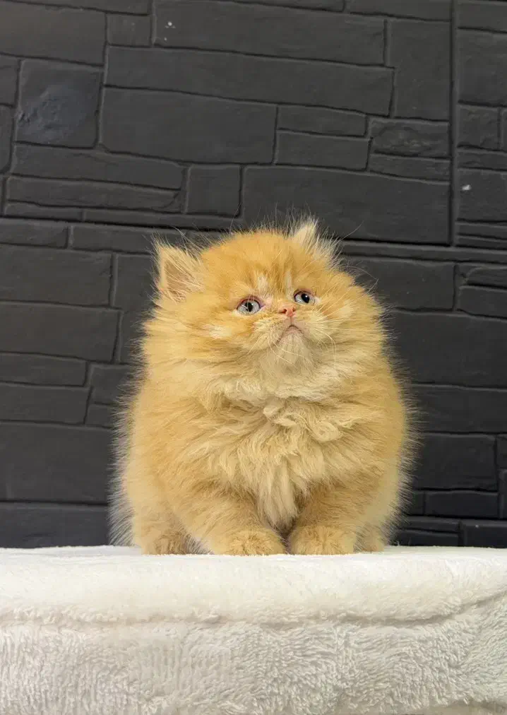 گربه پرشین های سوپر لاکچری با رنگ‌های خاص|گربه|تهران, شهرک غرب|دیوار