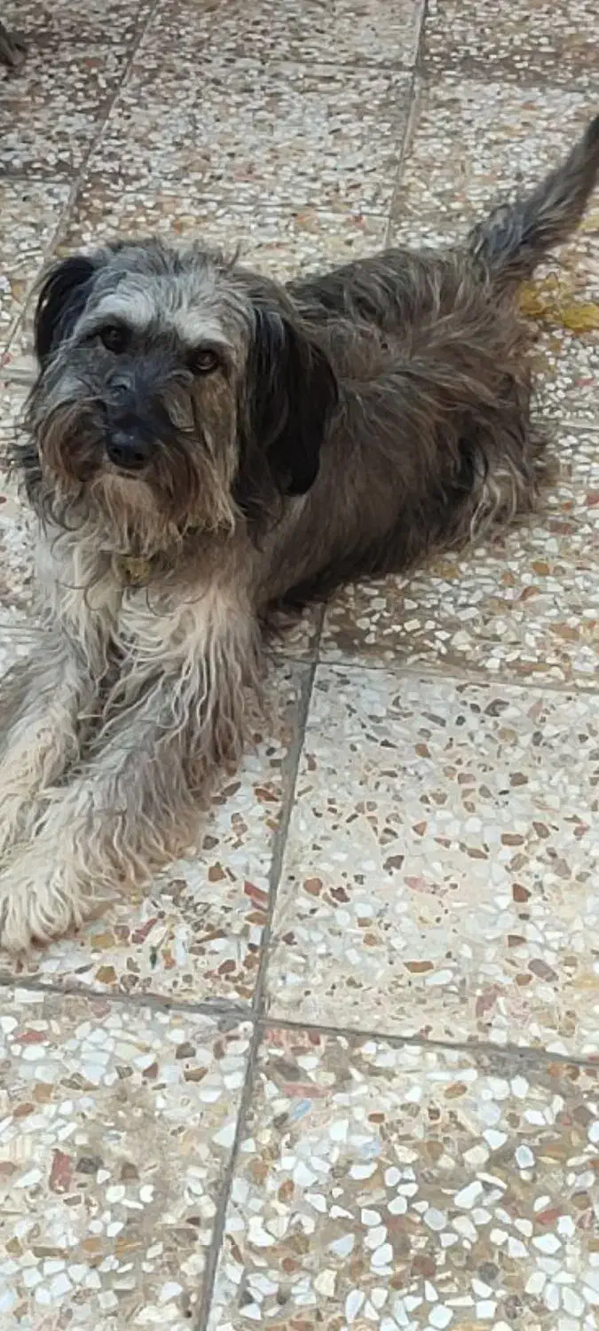 سگ مشمی|سگ|اهواز, کوی علوی|دیوار