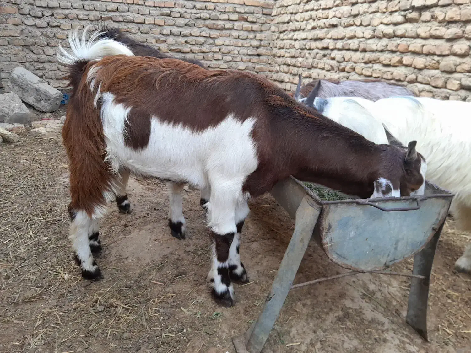 بزغاله نر و ماده|حیوانات مزرعه|گنبد کاووس, |دیوار