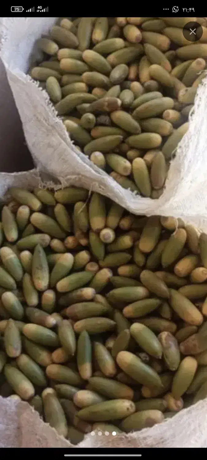 فروش 10000هزار کیسه بلوط|خوردنی و آشامیدنی|بازفت, |دیوار