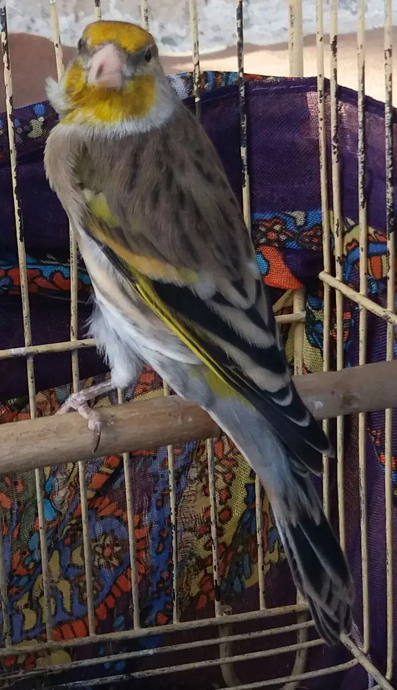 لربخان سهره قناری|پرنده|ملایر, |دیوار