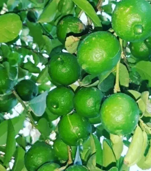 فروش باغ مرکبات پاکوه باشت|فروش زمین و ملک کلنگی|دوگنبدان, |دیوار