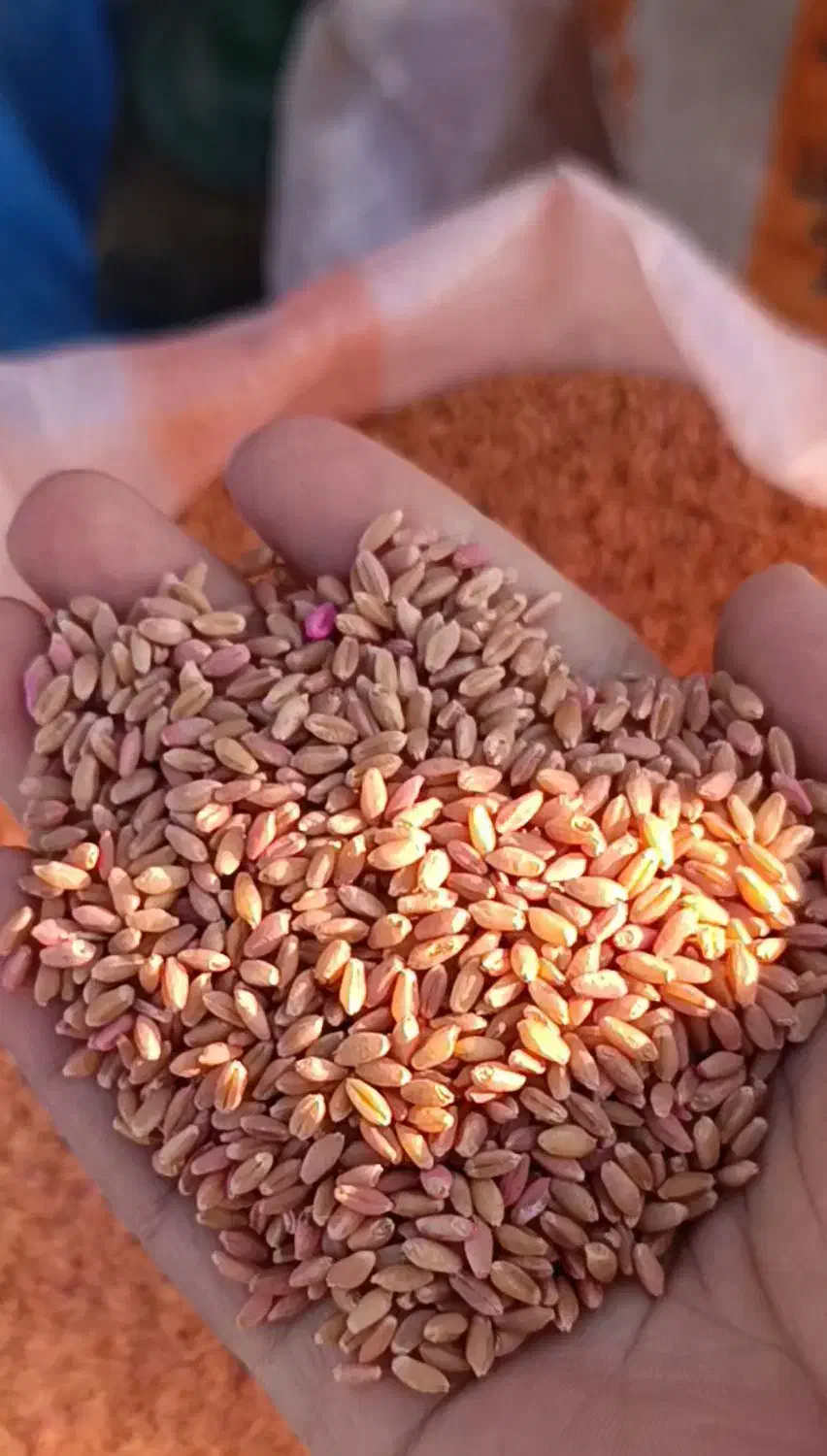 بذر گندم فلوریمان و باسیلو و کلکتور گواهی شده لیبل|گل و گیاه طبیعی|آق قلا, |دیوار