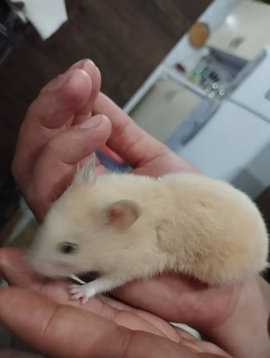 همستر|موش و خرگوش|محمدیه-قزوین, |دیوار