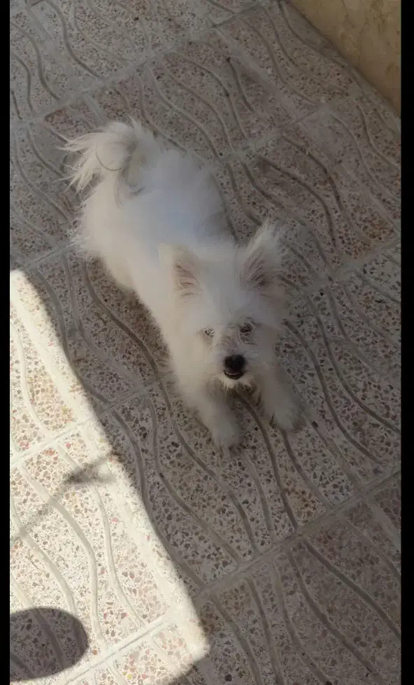 واگذاری سگ پامر و شیتزو|سگ|مرودشت, ابوذر جنوبی|دیوار