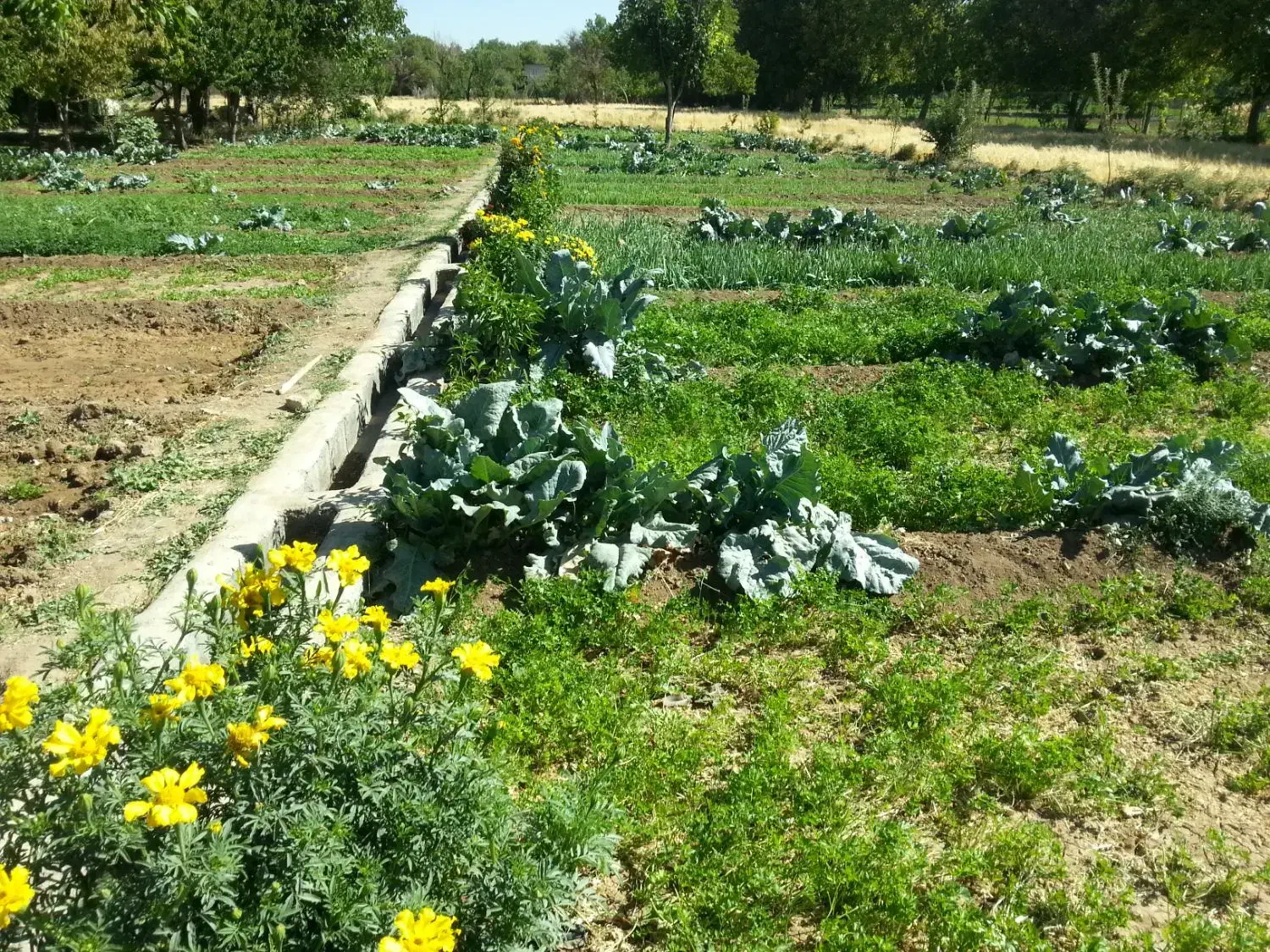 سبزی خورشتی خوراکی-کلم قمری|خوردنی و آشامیدنی|سنقر, |دیوار