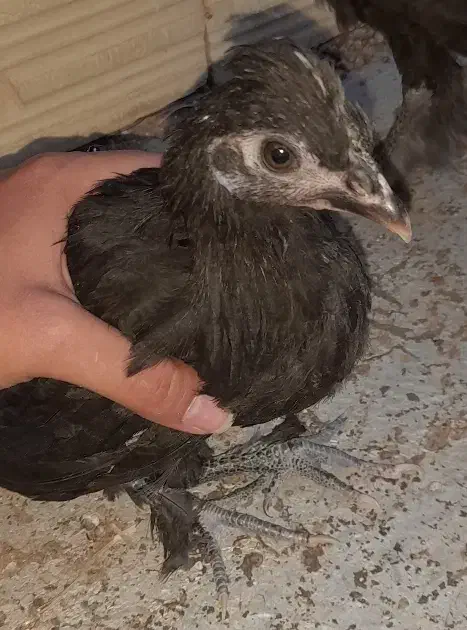 جوجه و نوچه مرندی و لهستانی|حیوانات مزرعه|قم, شهدا|دیوار