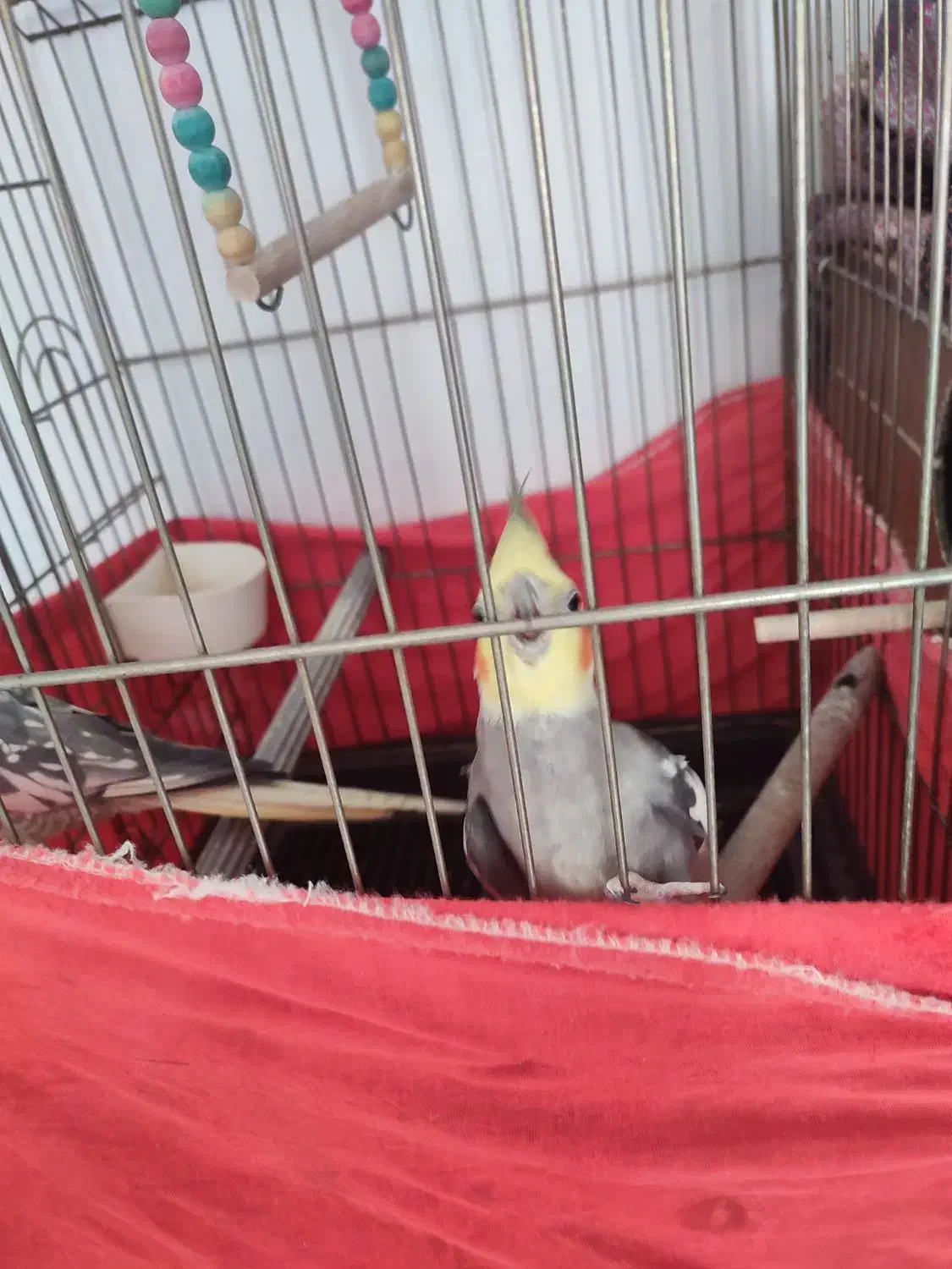 عروس هلندی جفت مولد|پرنده|خمین, |دیوار