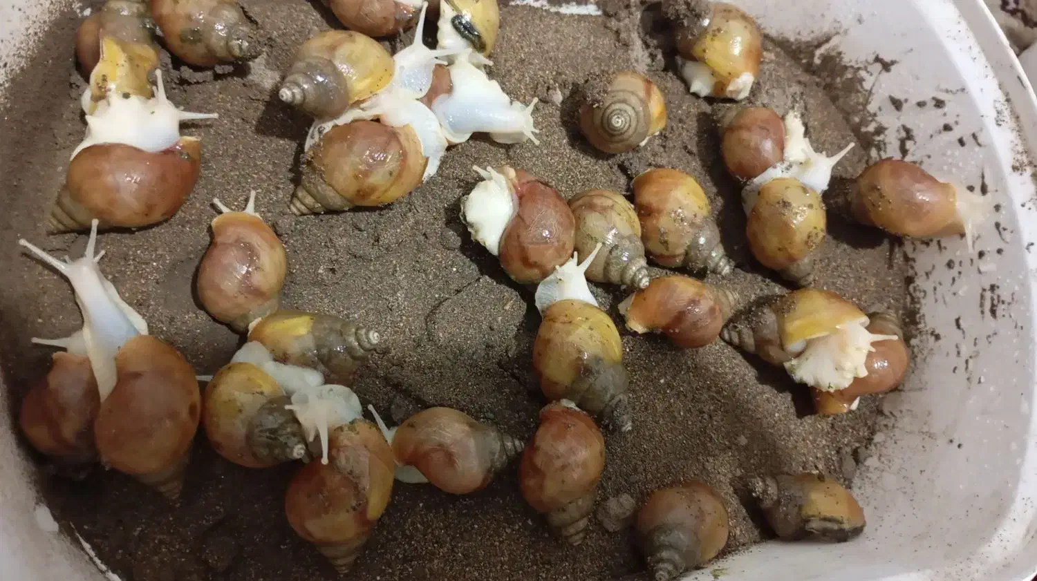 حلزون|خزنده|نیشابور, فردوسی جنوبی|دیوار