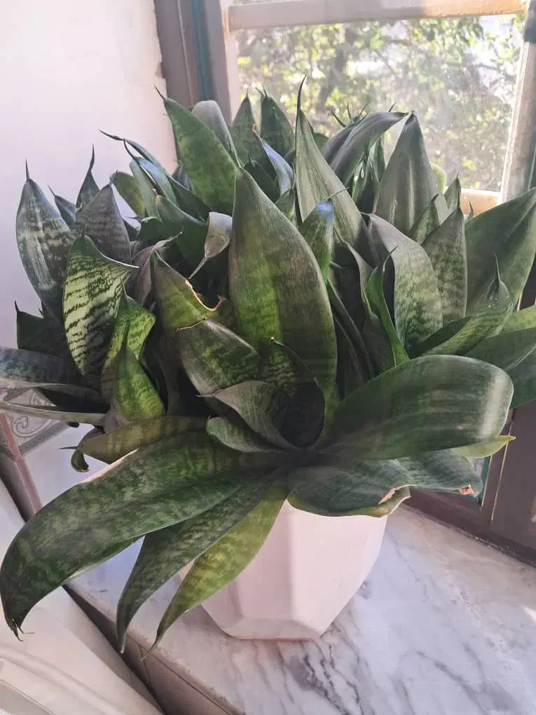 گل جوان|گل و گیاه طبیعی|بانه, |دیوار