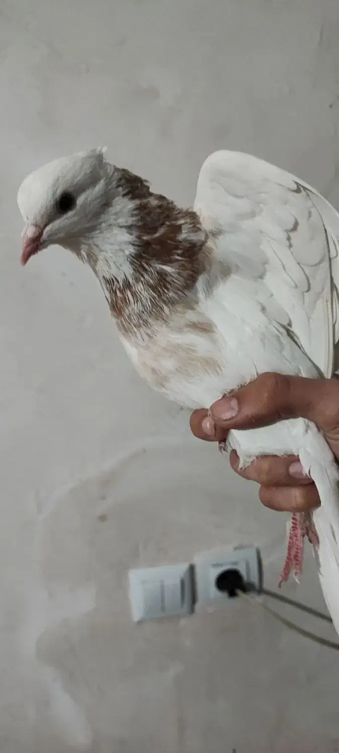 طوقی|پرنده|کرمانشاه, |دیوار