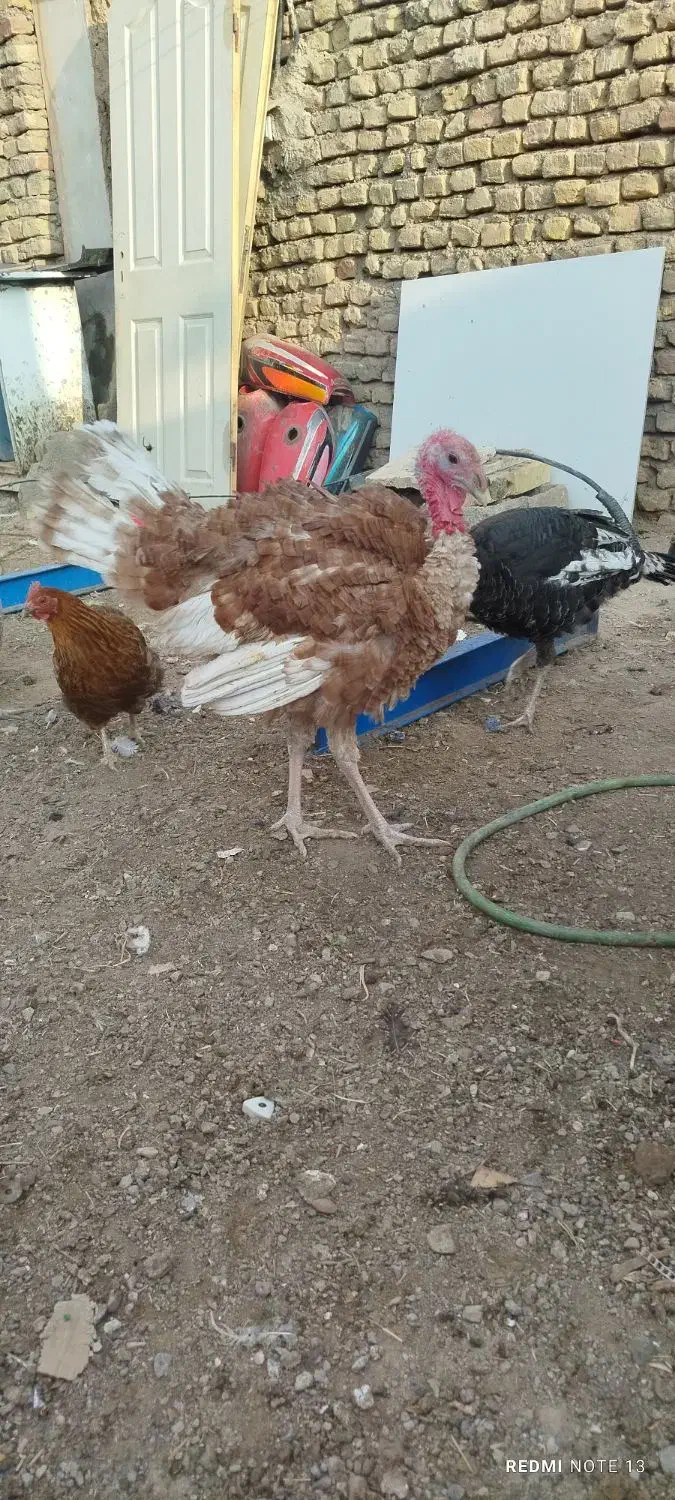 بوقلمون5ماه|حیوانات مزرعه|خواف, |دیوار