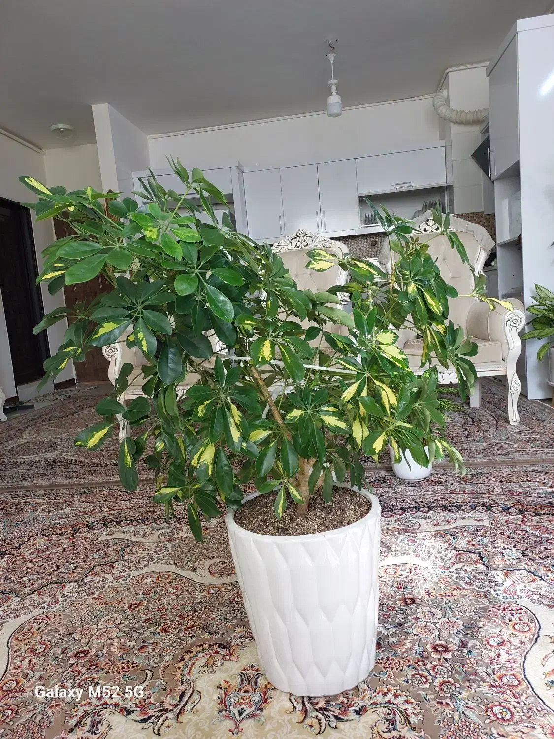 گیاه شفلر|گل و گیاه طبیعی|گلبهار, شهر جدید گلبهار|دیوار