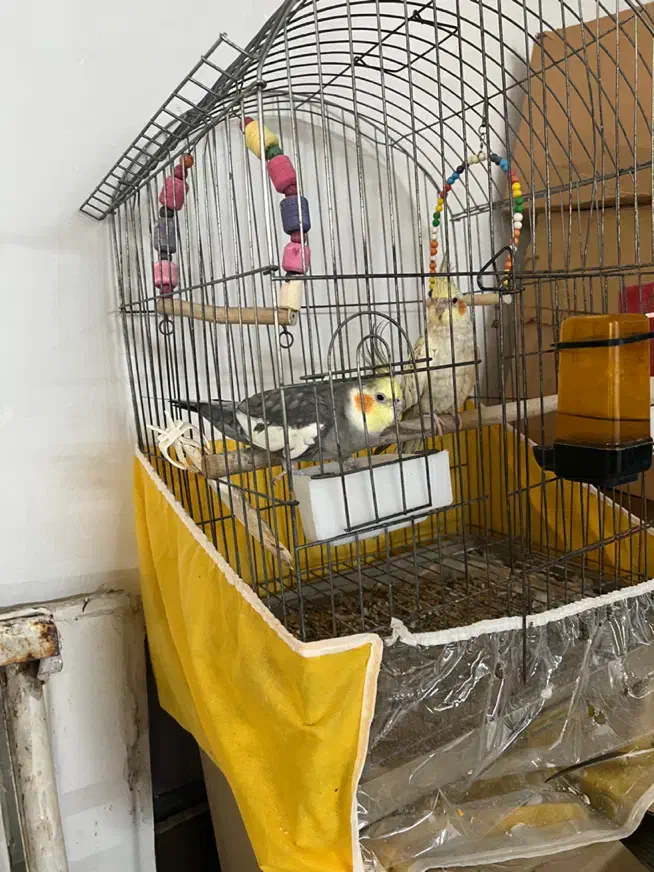 عروس هلندی|پرنده|تهران, افسریه جنوبی|دیوار