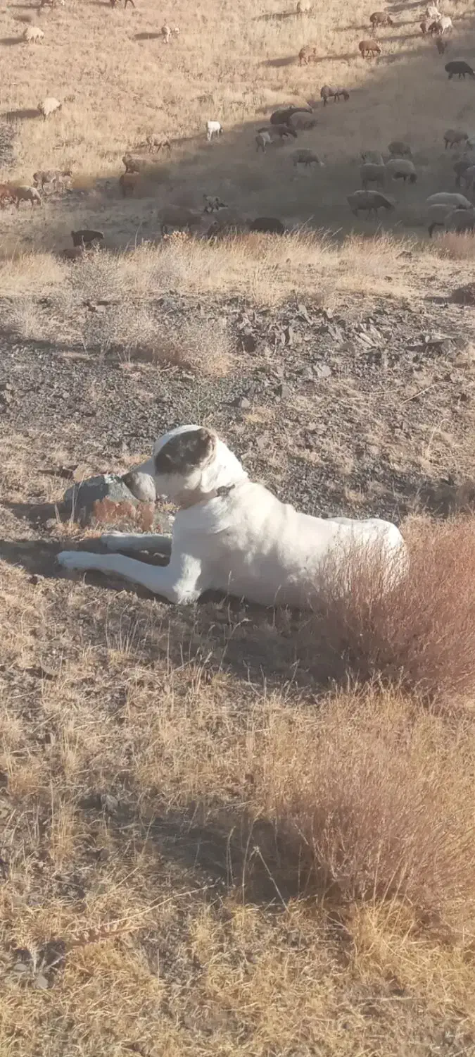 گمشده|حیوانات|تربت جام, جامرود|دیوار