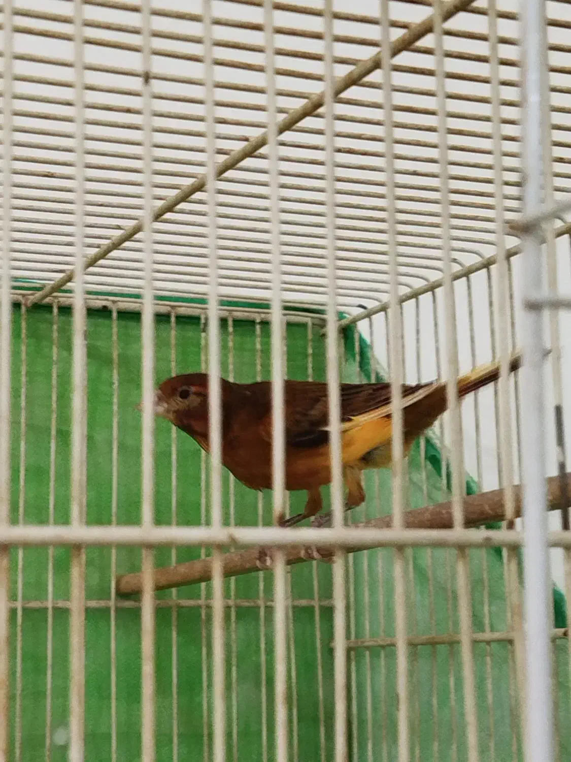 یک جفت قناری دارچینی یا سوخته|پرنده|لنگرود, |دیوار