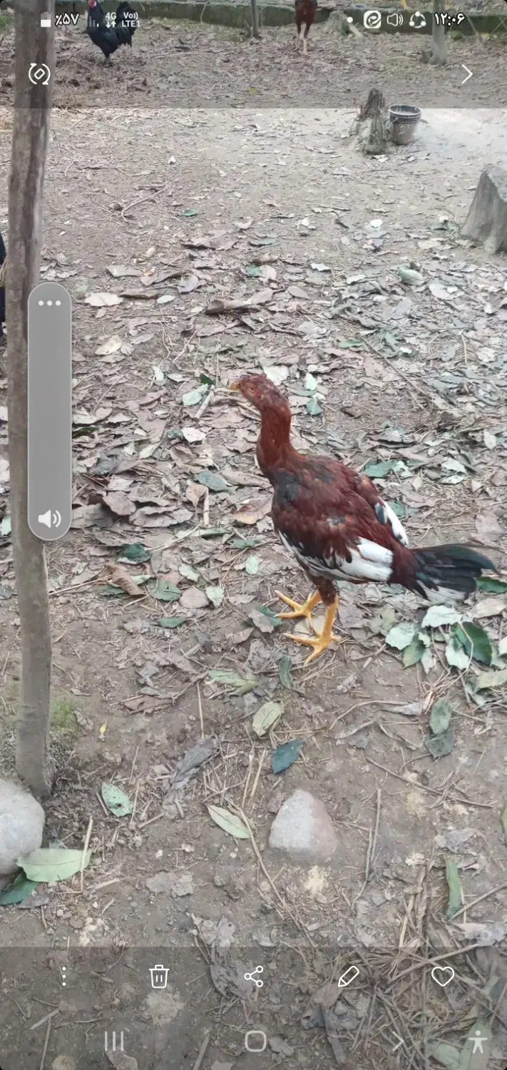 خروس لاری|حیوانات مزرعه|ماکلوان, |دیوار