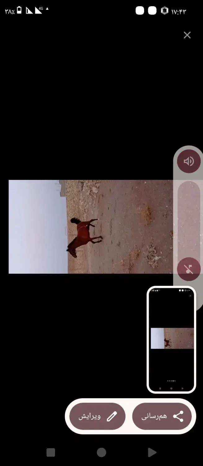 کره مادیان کرد|اسب و تجهیزات اسبسواری|اراک, |دیوار