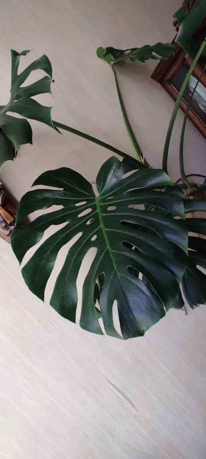 برگ انجیری و سانسوریا ابلق|گل و گیاه طبیعی|هشتگرد, خور|دیوار