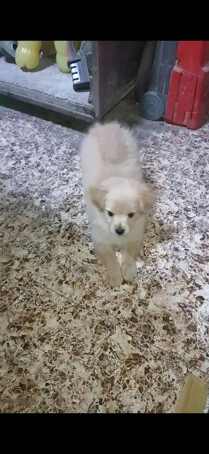 پامران روباهی|سگ|سنندج, |دیوار