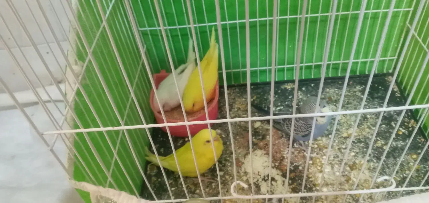 چهار تا جوجه مرغ عشق نژاد خوب|پرنده|نیشابور, ده حلاج|دیوار