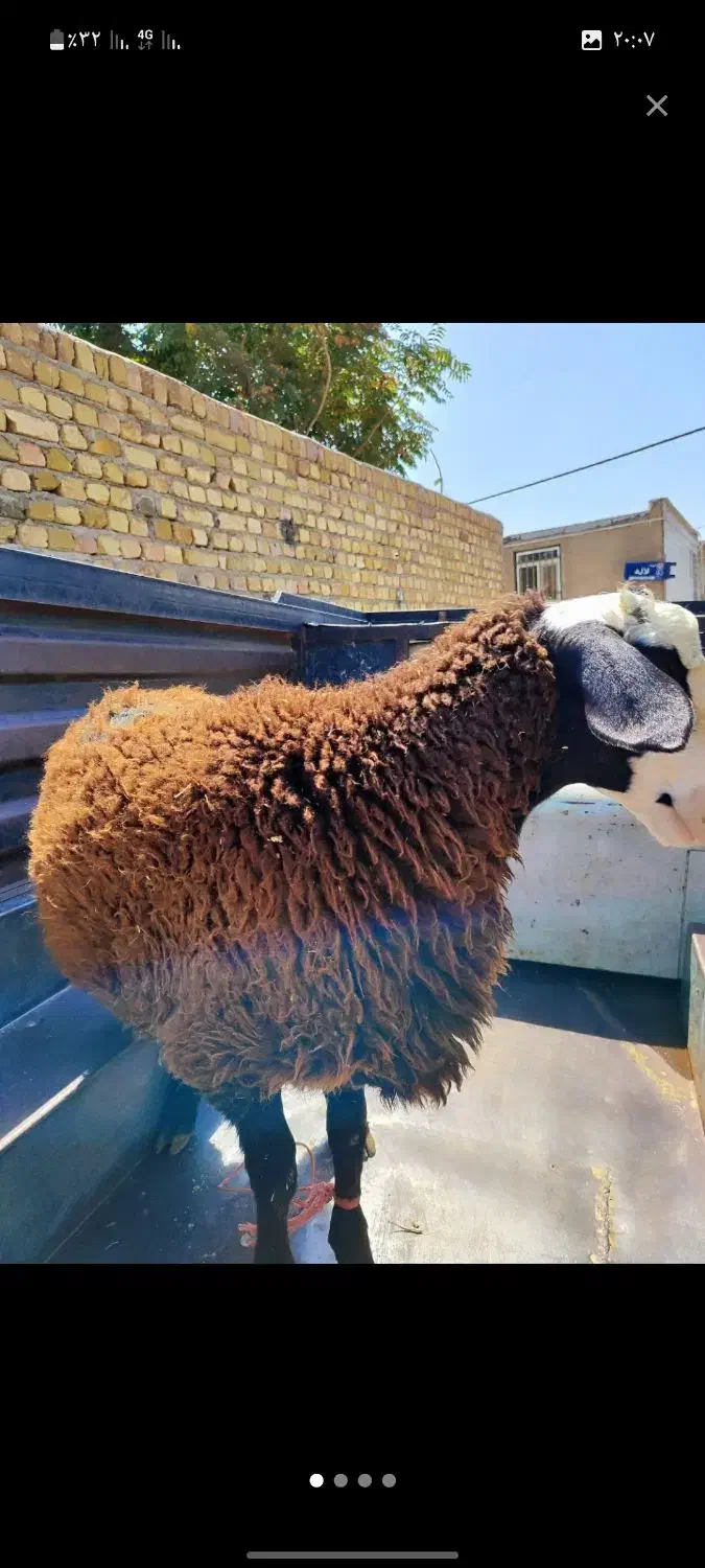 ذبح گوسفند در پارس اباد و حومه|خدمات پذیرایی، مراسم|پارسآباد, |دیوار