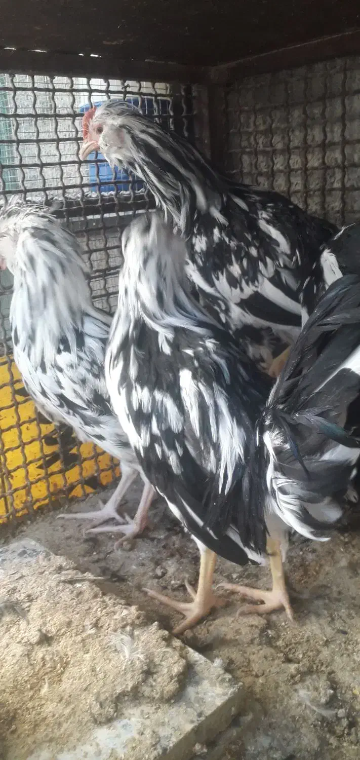 خروس و نیمچه خروس گلین|حیوانات مزرعه|شهرکرد, |دیوار