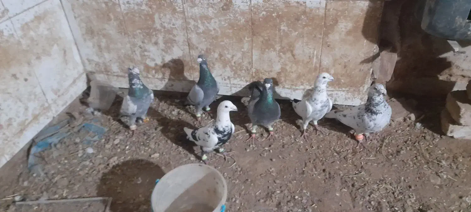 کبوتر جوین|پرنده|عطاملک, |دیوار