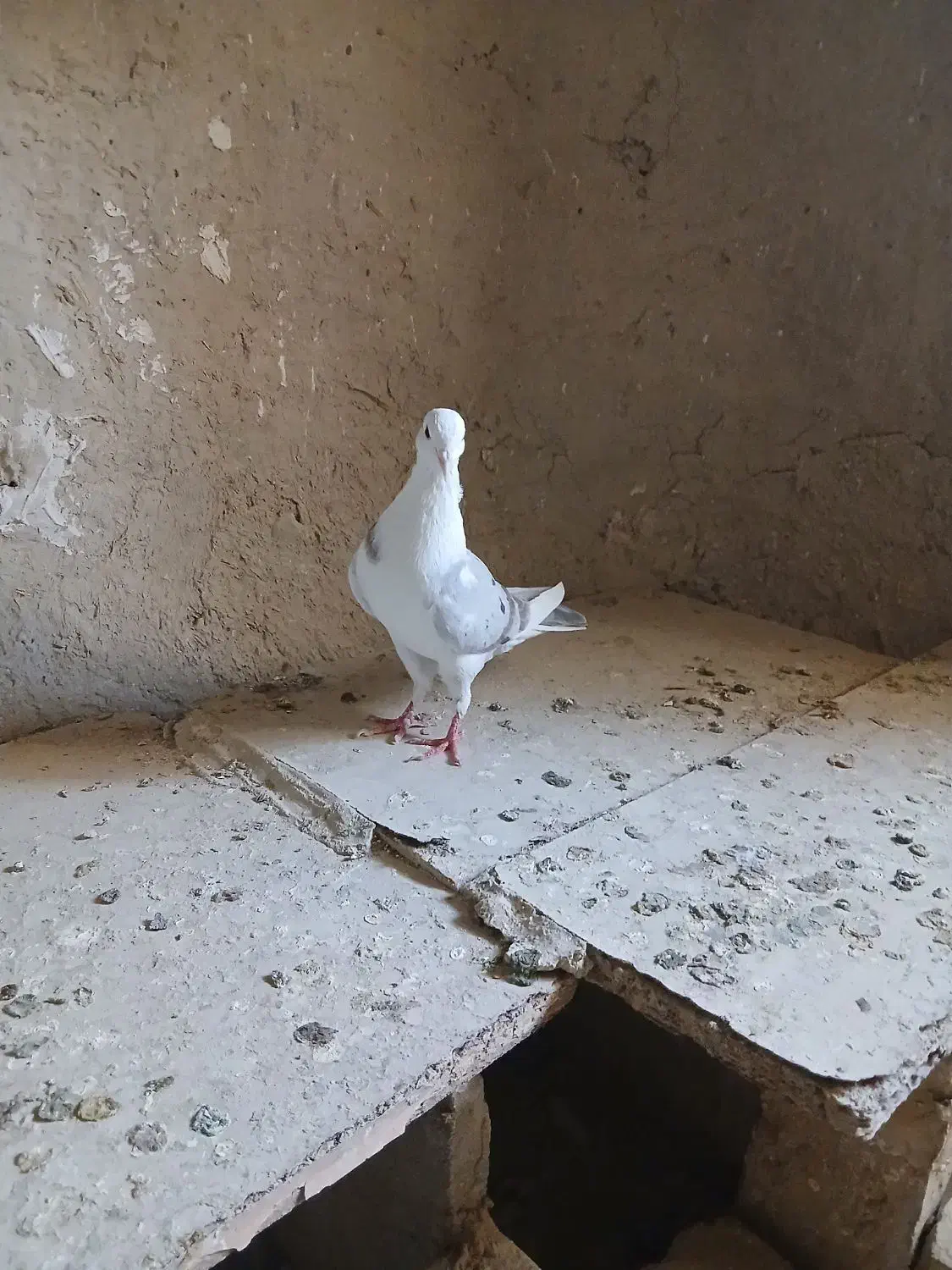 دوتاکبوترماده شازده وپشدار ویک عددنرهما|پرنده|زابل, |دیوار