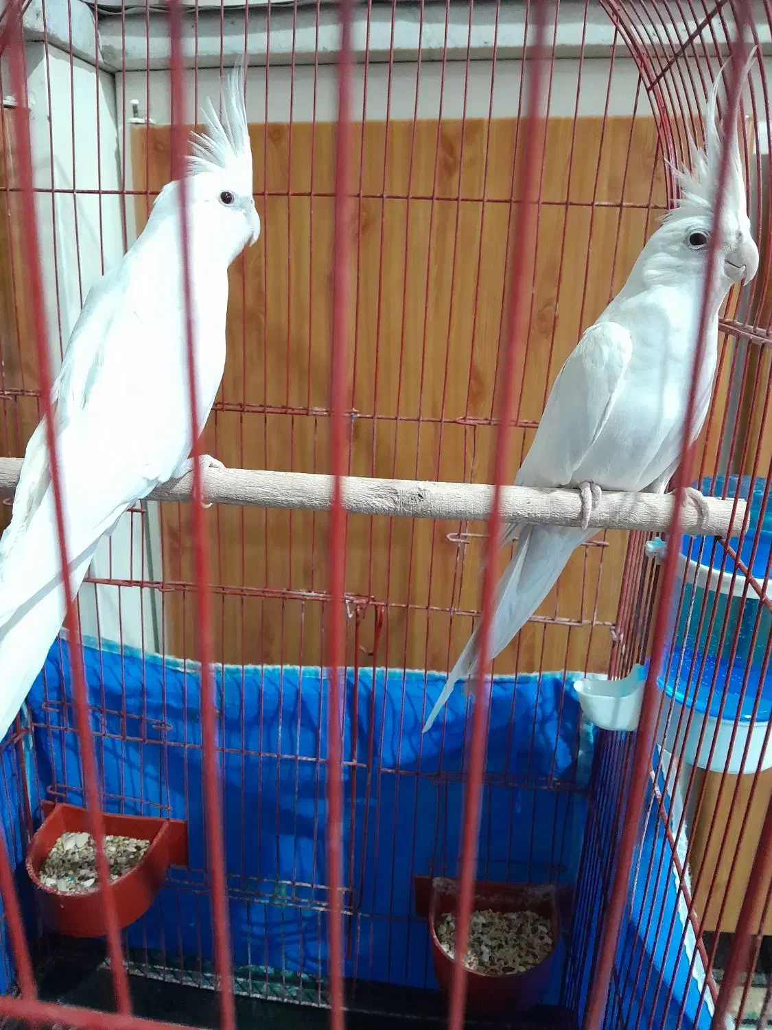 عروس هلندی آلبینو|پرنده|زیباشهر, |دیوار