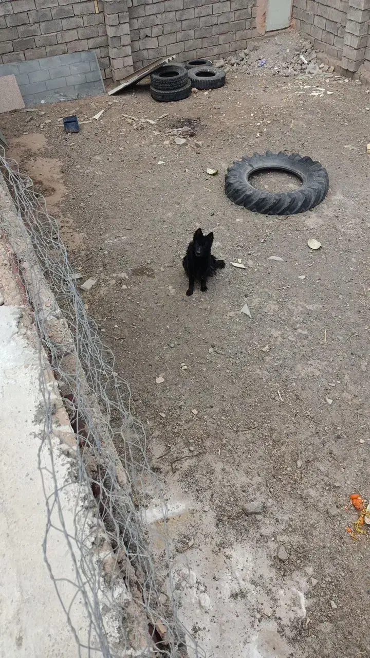 سگ ژرمن اصل بلک ماده|سگ|سبزوار, شرق کال شمالی|دیوار