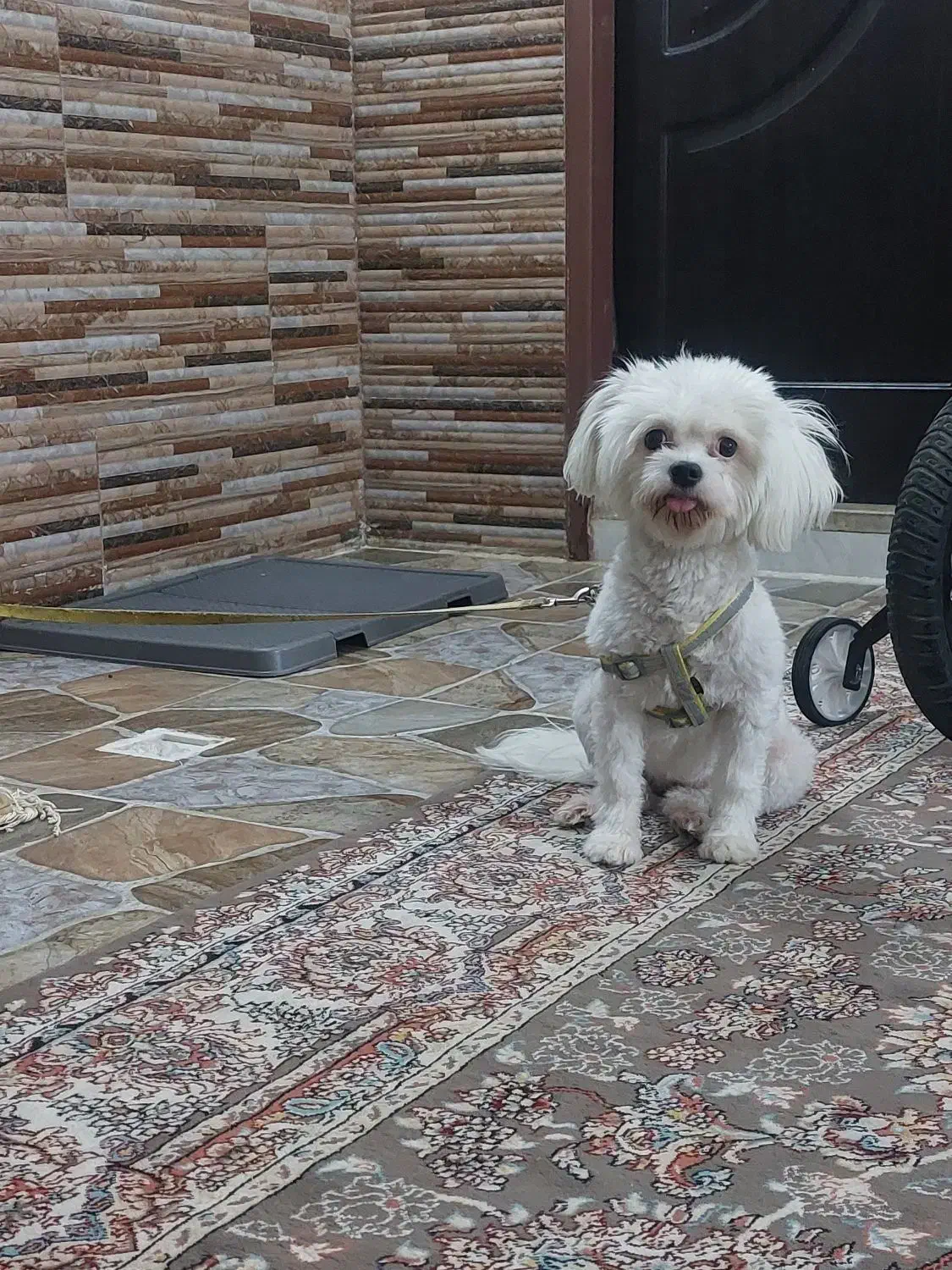 سگ خونگی فروش فوری|سگ|کاشان, شهرک ۲۲ بهمن|دیوار