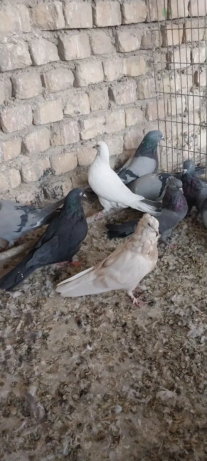 کبوتر اصفهانی|پرنده|خمینیشهر, |دیوار