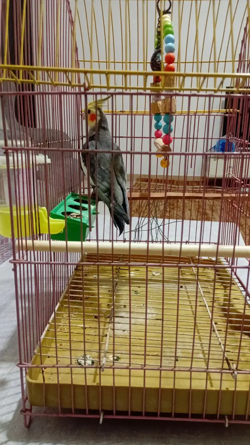 عروس هلندی نر، سالم باقیمت مناسب|پرنده|رشت, ولکس|دیوار