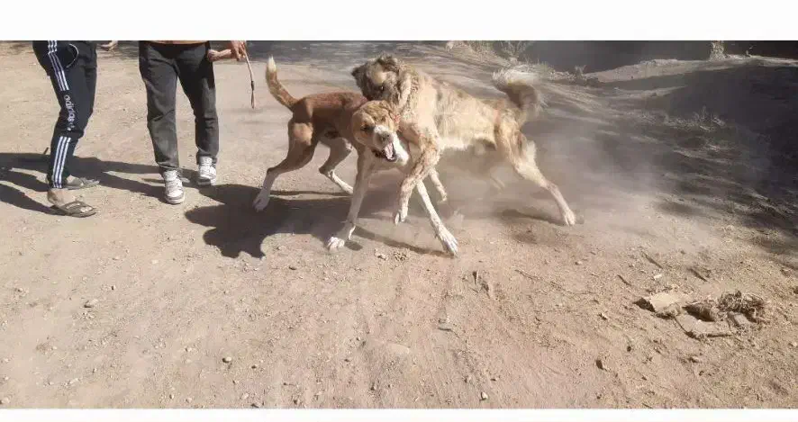 واگذاری سگ|سگ|نصر آباد, |دیوار