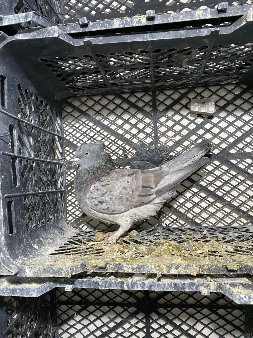 کفتر طهرونی یجایی|پرنده|ماهدشت, |دیوار