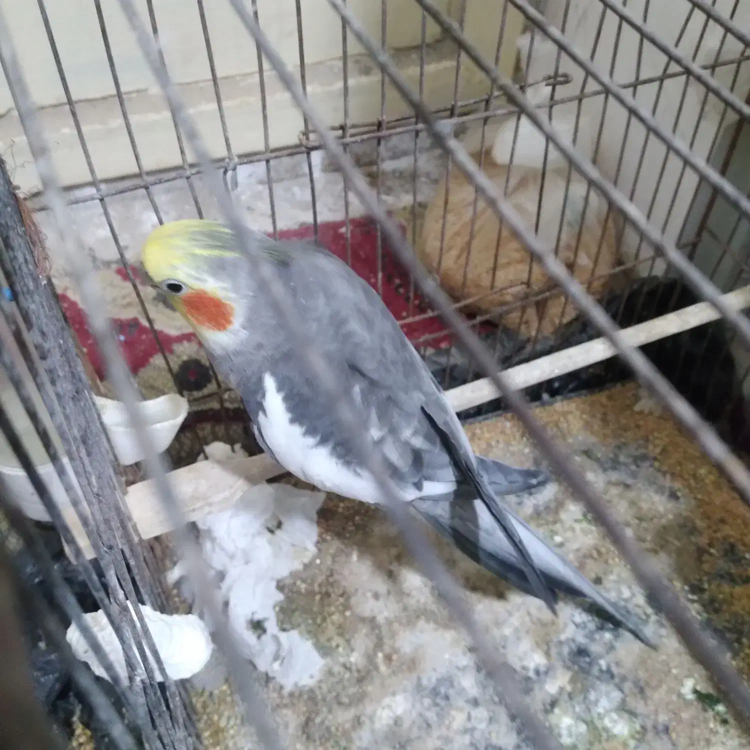 عروس هلندی سخنگو|پرنده|هامون, |دیوار