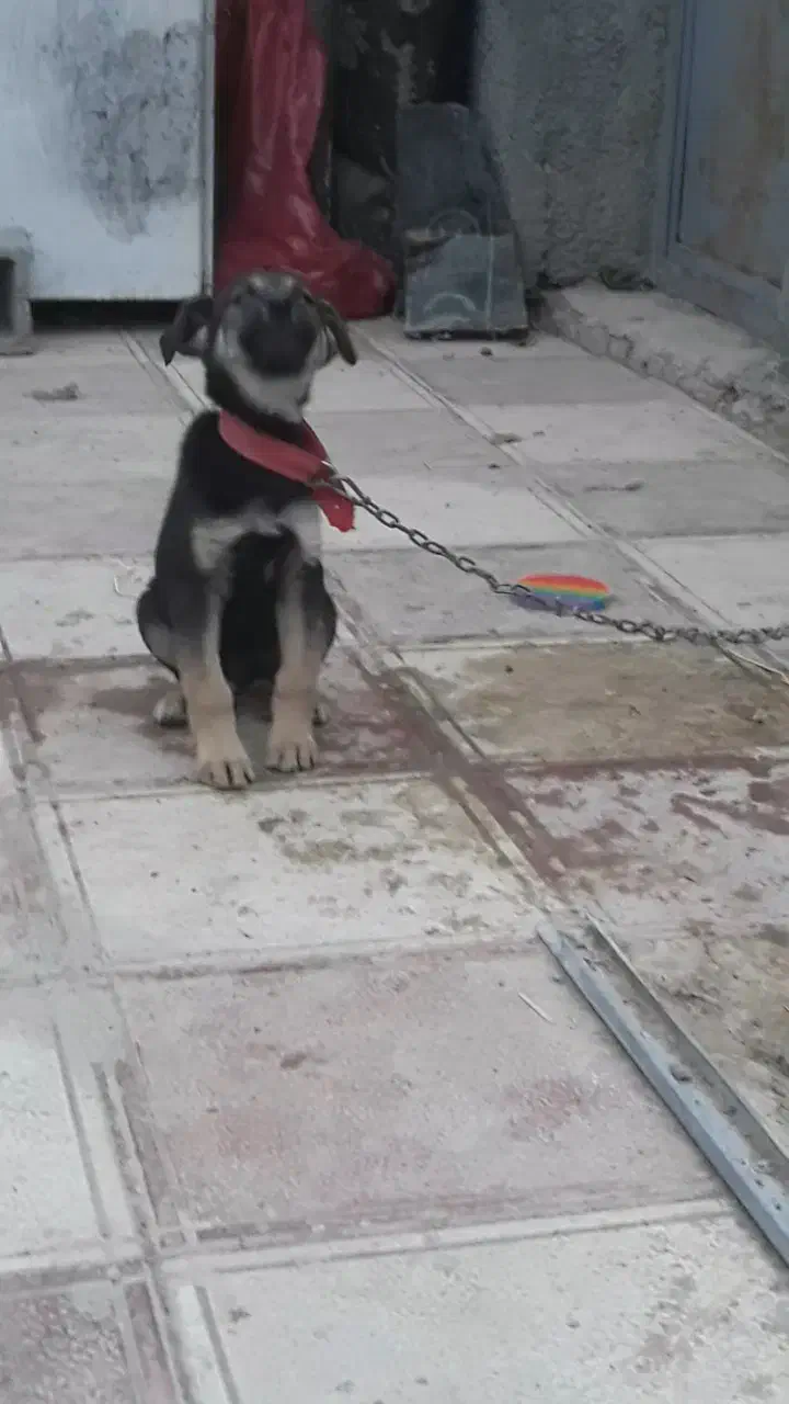 واگذاری توله ژرمن ورک نر|سگ|تهران, استاد معین|دیوار