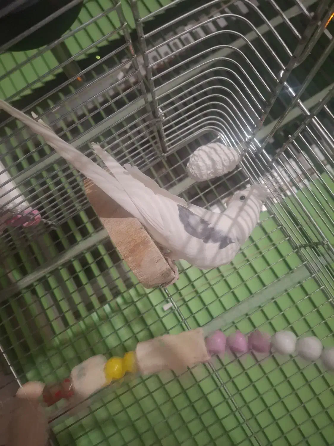 عروس هلندی نر و ماده|پرنده|باغ بهادران, |دیوار