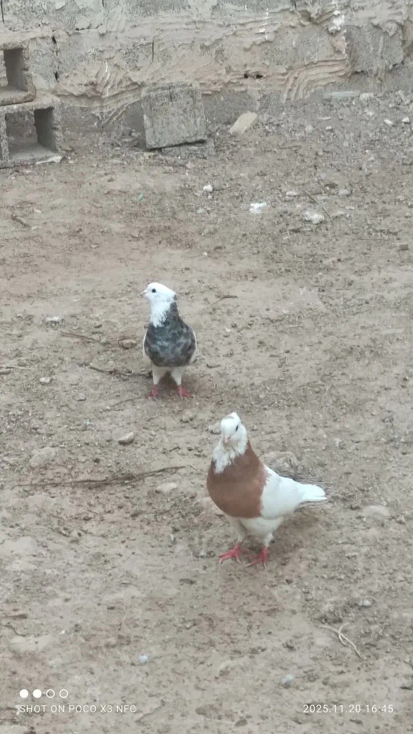 حمیدیه|پرنده|حمیدیه, |دیوار