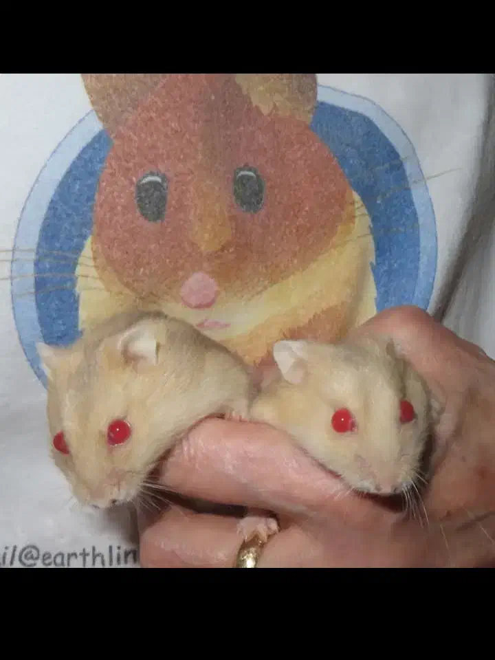 همستر ناز خوشرنگ|موش و خرگوش|محمدشهر, همایون ویلا|دیوار