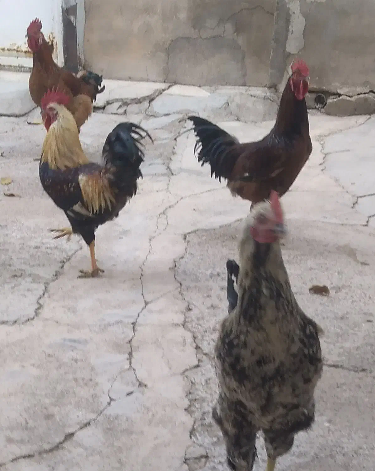 خروس محلی|حیوانات مزرعه|ضیاء آباد, |دیوار