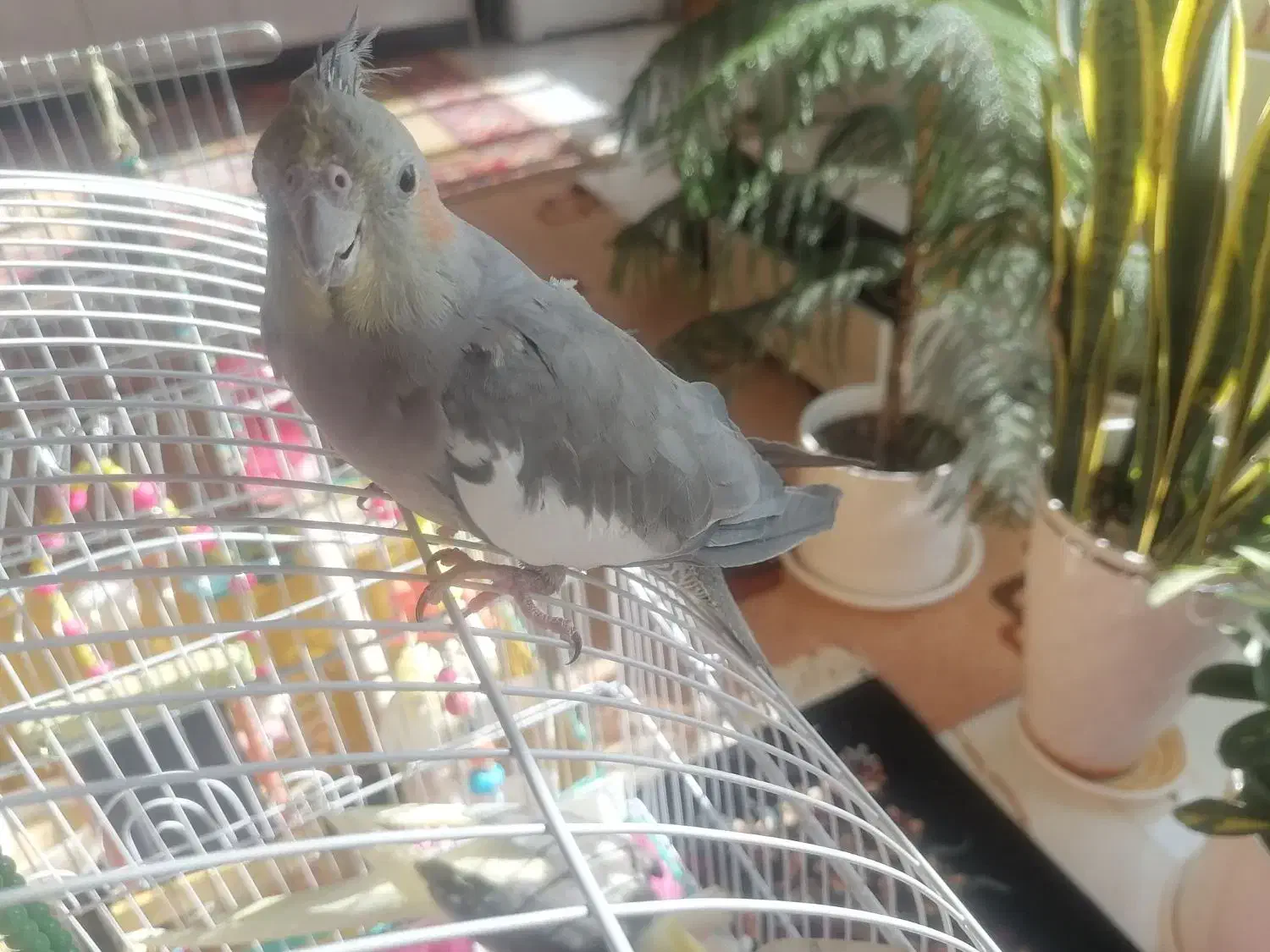 عروس هلندی ماده بسیار زیبا و سرحال آماده جفت|پرنده|صحنه, |دیوار