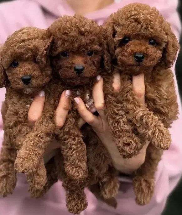 پودل و پامرانین|سگ|کرج, فاز ۲ مهرشهر|دیوار