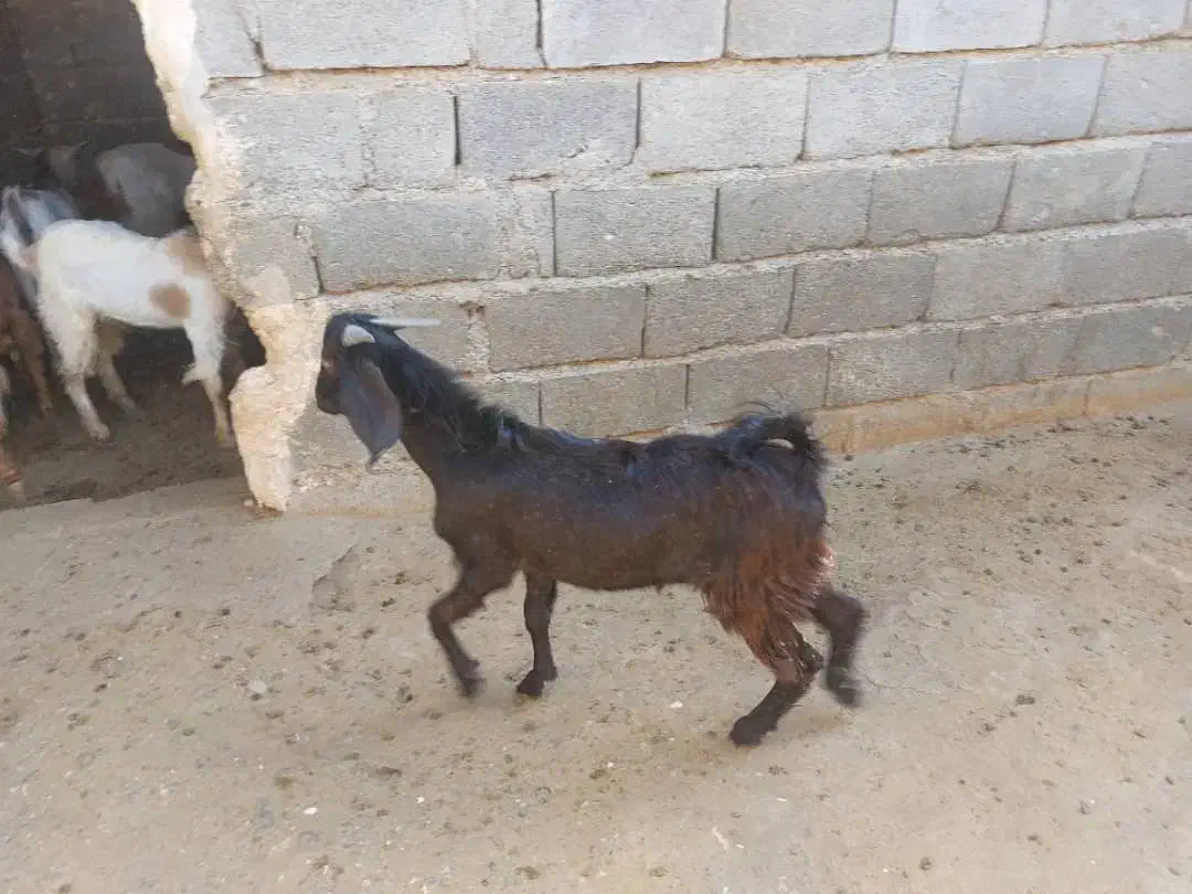 چپشت|حیوانات مزرعه|رودخانه, |دیوار